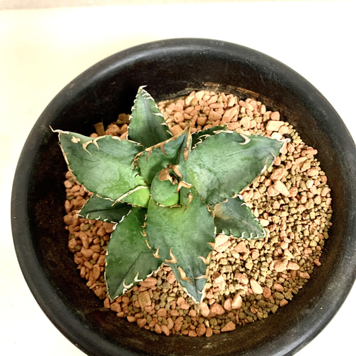 アガベ　チタノタ　白鯨　低重心　子株付き　現物出品 アガベ チタノタ 白鯨 少し大きな子株 多肉植物 キコリ 通販