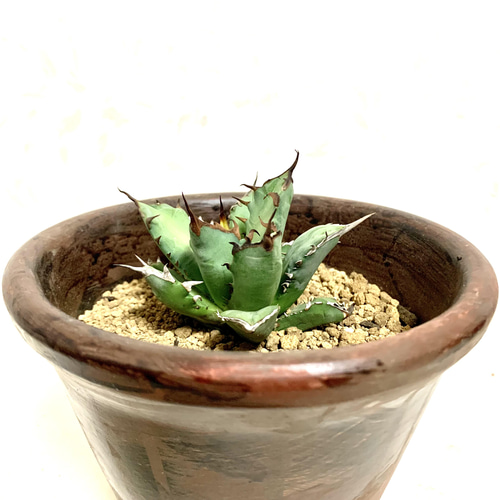 希少/玄人向け アガベ チタノタ 豆豆龍 子株付き 鉢ごと発送 希少/玄人向け アガベ チタノタ 豆豆龍 子株付き 鉢ごと発送 ☆発根