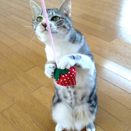 大きないちごの猫じゃらし(*˘︶˘*).｡*♡猫ちゃんも喜ぶ鈴入