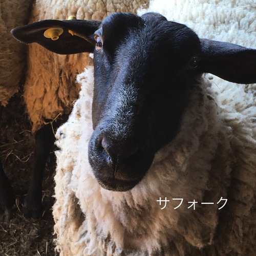 サヴィニャック 復刻 ポスター LAINE 羊毛の2週間 毛糸 羊 ひつじ サヴィニャック 復刻 ポスター LAINE 羊毛の2週間 毛糸 羊