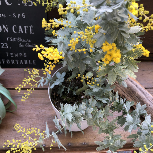 ミモザの苗♡超希少♡アカシア♡即完売♡ アートフラワー パリジェンヌ