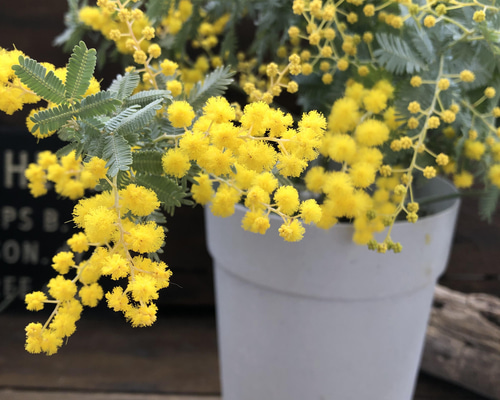 ミモザの苗♡超希少♡アカシア♡即完売♡ アートフラワー パリジェンヌ