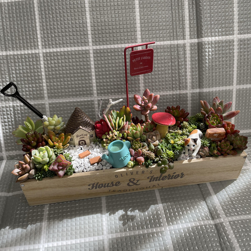 専用 2点にゃんこ箱庭風多肉植物寄せ植え 多肉植物 まぁちゃん 通販