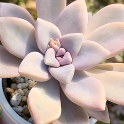 ☆淡雪 多肉植物 自家栽培 国産 多肉植物 美✴︎taniku 通販 13438308