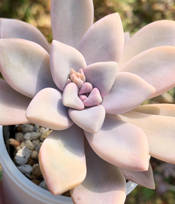 ☆淡雪 多肉植物 自家栽培 国産 多肉植物 美✴︎taniku（セール開催中