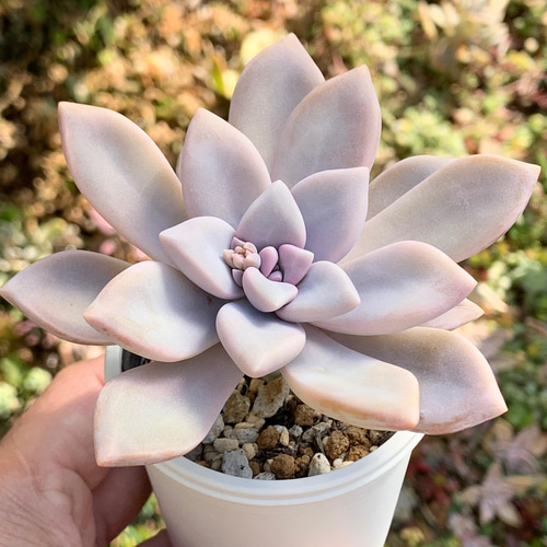 ☆淡雪 多肉植物 自家栽培 国産 多肉植物 美✴︎taniku 通販 13438308