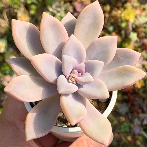 ☆淡雪 多肉植物 自家栽培 国産 多肉植物 美✴︎taniku 通販 13438308