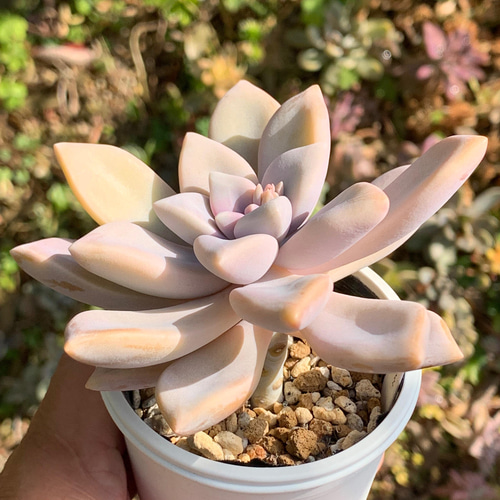 ☆淡雪 多肉植物 自家栽培 国産 多肉植物 美✴︎taniku 通販 13438308