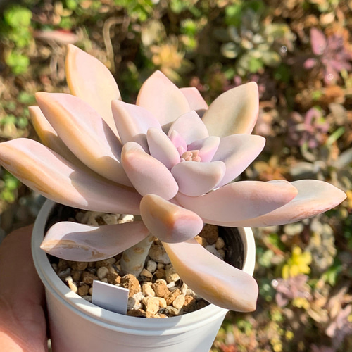 ☆淡雪 多肉植物 自家栽培 国産 多肉植物 美✴︎taniku 通販 13438308