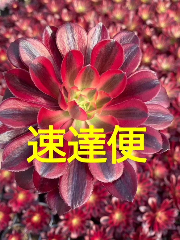  第1張的照片