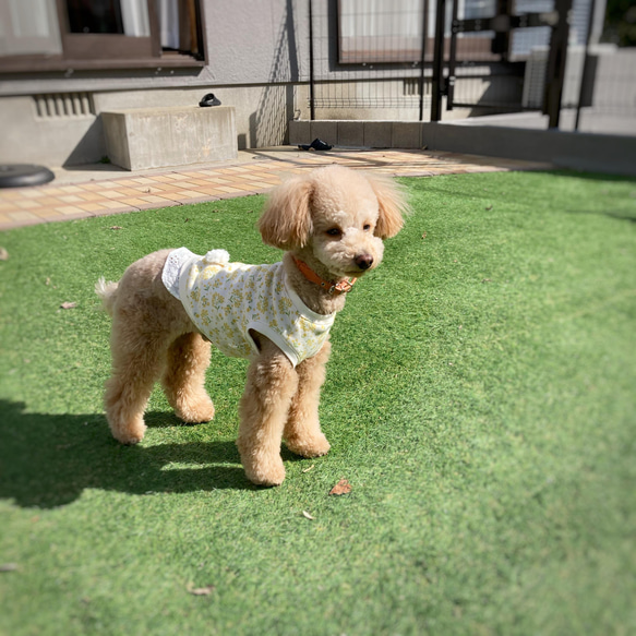 犬服【3S～M】ミモザと刺繍レースのタンクトップ 6枚目の画像