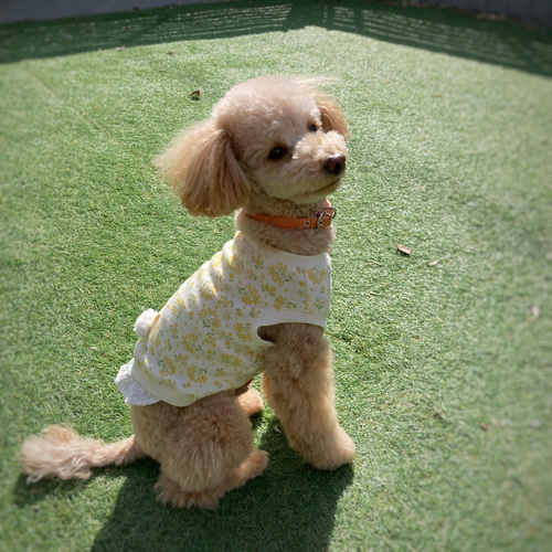 犬服【3S～M】ミモザと刺繍レースのタンクトップ ペット服