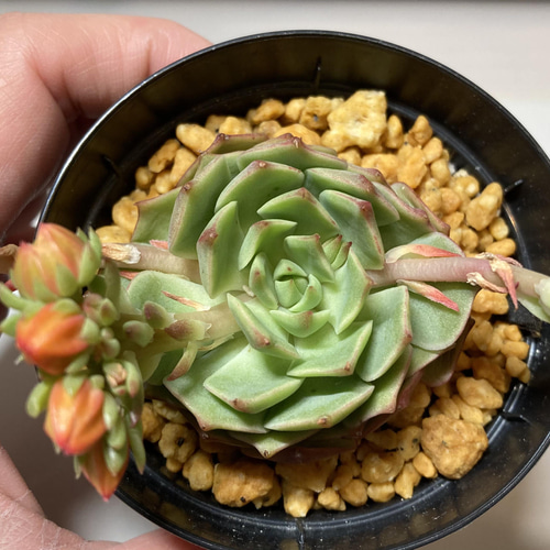 SOLD ラミレッテ ラミレーテ 厳選韓国苗 名前付き 多肉植物 〜Green 