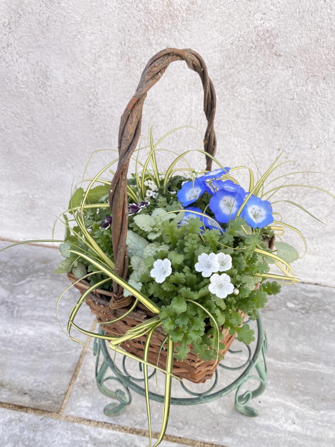 【お値引】爽やかなネモフィラの寄せ植え ネモフィラなど春のお花の寄せ植えキット」作り方動画付き！ 盆栽