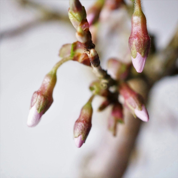 雲竜富士桜｜黒緑のうつわ 5枚目の画像