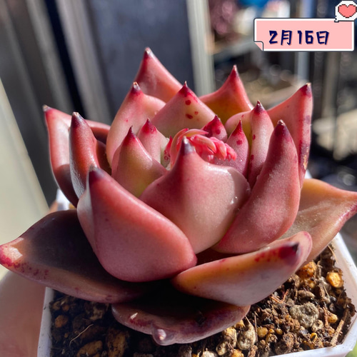 多肉植物 血羅 大群生 抜き苗 るる農園 【公式通販】