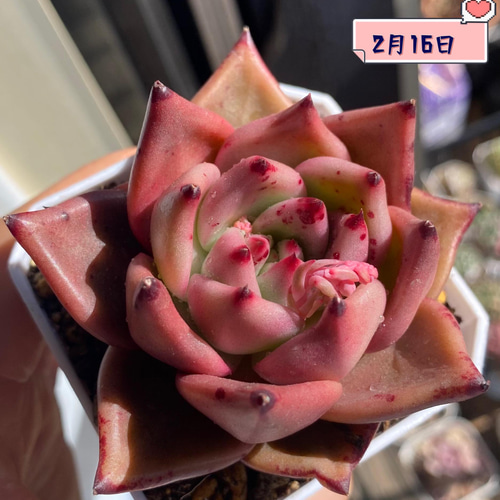 血斑入りアリエル 韓国苗 葉挿し 多肉植物 血しぶき 血斑入りアリエル 韓国苗 葉挿し 多肉植物 血しぶき