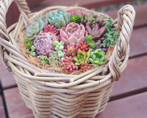 バスケット多肉植物寄せ植え 多肉植物 Midogreen 通販 13440479
