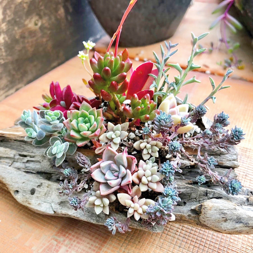 流木 多肉寄せ植え セール価格50%オフ 多肉植物 アルファガーデン 通販  