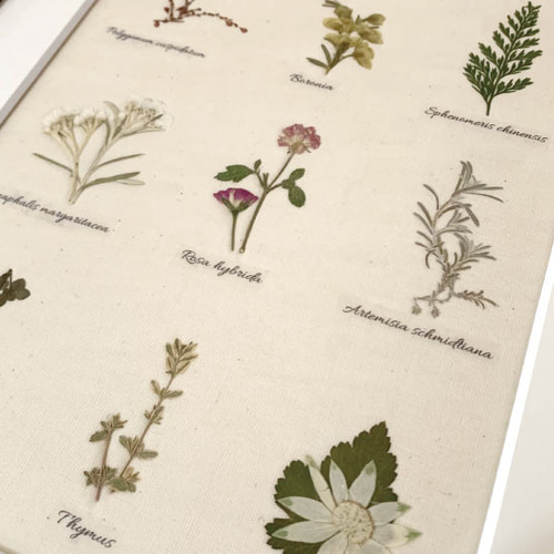 押し花の植物標本【アイボリー】大 その他アート shanti 通販