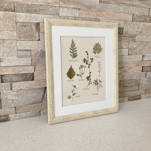 押し花の植物標本【アイボリー】中 その他アート shanti 通販 13441316