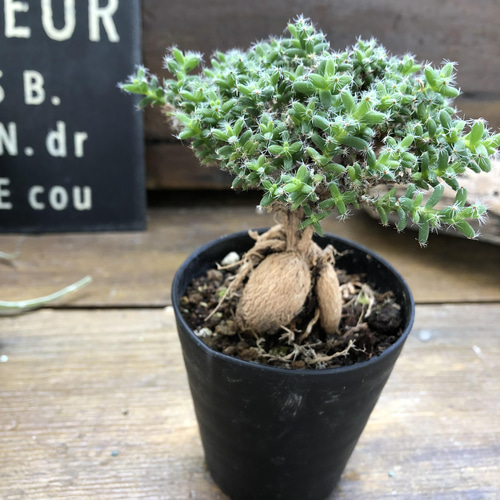 姫紅小松♡天然の盆栽♡トリコディアデマ.ブルボスム アートフラワー
