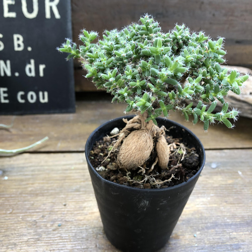 姫紅小松♡天然の盆栽♡トリコディアデマ.ブルボスム アートフラワー