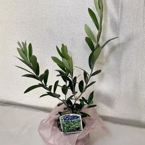 オリーブの苗木30センチ～35センチ 送料込み1700円 その他インテリア 