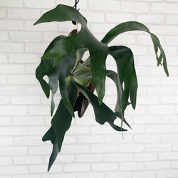 ビカクシダ　コウモリラン　流木付け　観葉植物　ハンギンググリーン  BGLL100 3枚目の画像