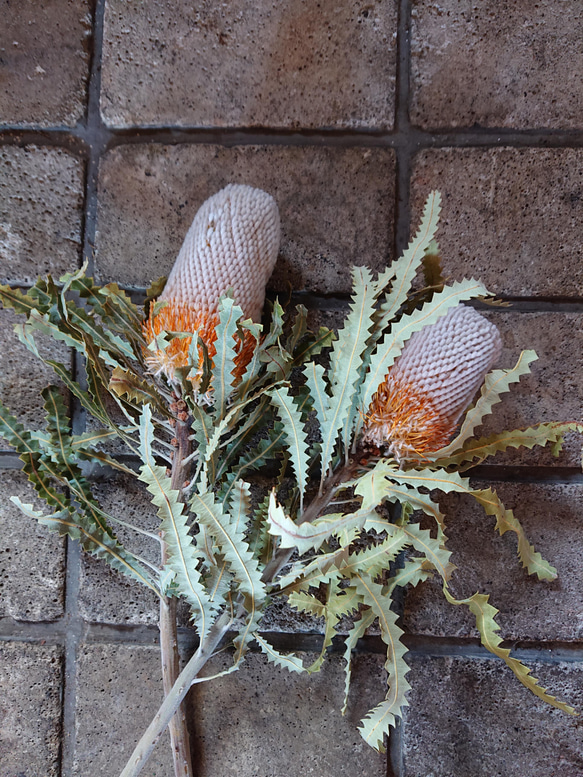 バンクシアお色味確認用