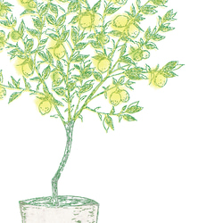 レモンの木✴︎ インテリアポスター◻︎ 2枚目の画像