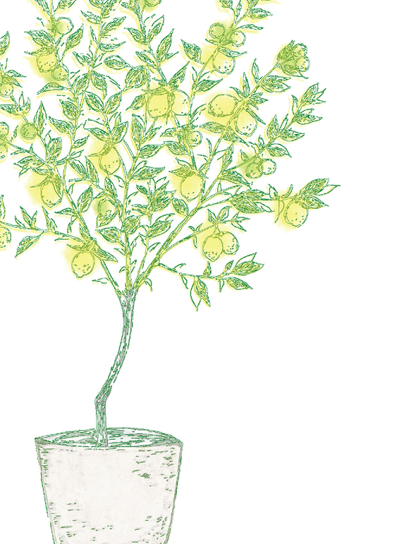 レモンの木✴︎ インテリアポスター◻︎ 2枚目の画像