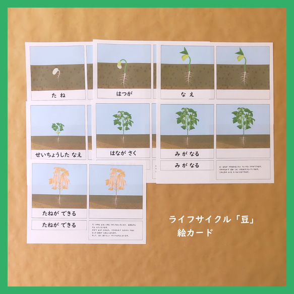 豆のライフサイクルの絵カード★モンテッソーリの文化教育 1枚目の画像