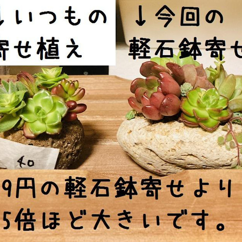 送料無料！No.61☆軽石鉢少し大きめ多肉寄せ植え☆3月20日までの