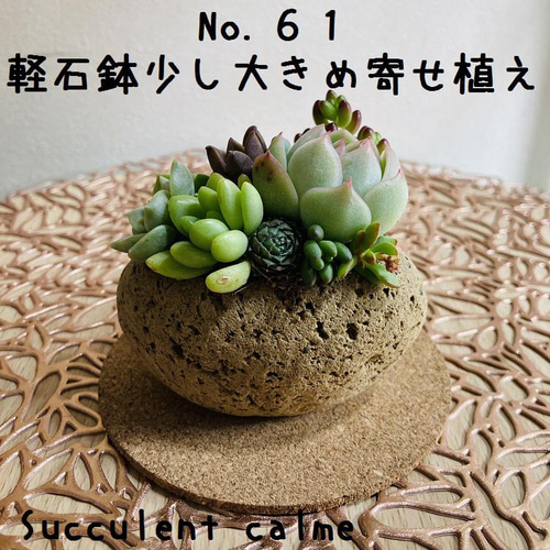 多肉植物 寄せ植え 軽石鉢 エケベリア セダム ネルソル なし ロックガーデン 送料無料！No.61☆軽石鉢少し大きめ多肉寄せ植え☆3月20日までの