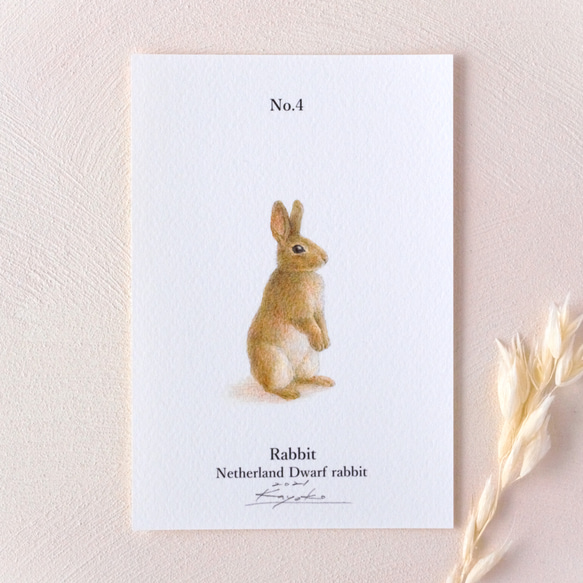 【手描き】　彩色 鉛筆画　No.4  Rabbit  Netherland Dwarf rabbit　《額装》 3枚目の画像