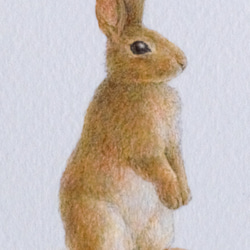 【手描き】　彩色 鉛筆画　No.4  Rabbit  Netherland Dwarf rabbit　《額装》 5枚目の画像