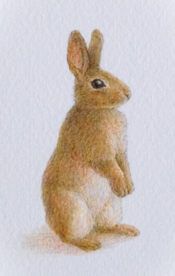 【手描き】　彩色 鉛筆画　No.4  Rabbit  Netherland Dwarf rabbit　《額装》 5枚目の画像