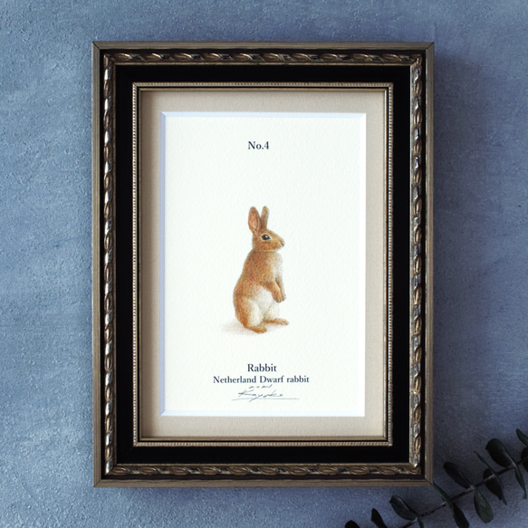 【手描き】　彩色 鉛筆画　No.4  Rabbit  Netherland Dwarf rabbit　《額装》 2枚目の画像