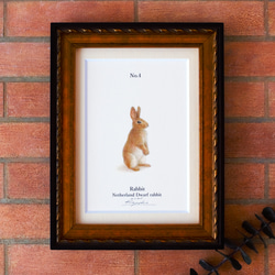 【手描き】　彩色 鉛筆画　No.4  Rabbit  Netherland Dwarf rabbit　《額装》 1枚目の画像