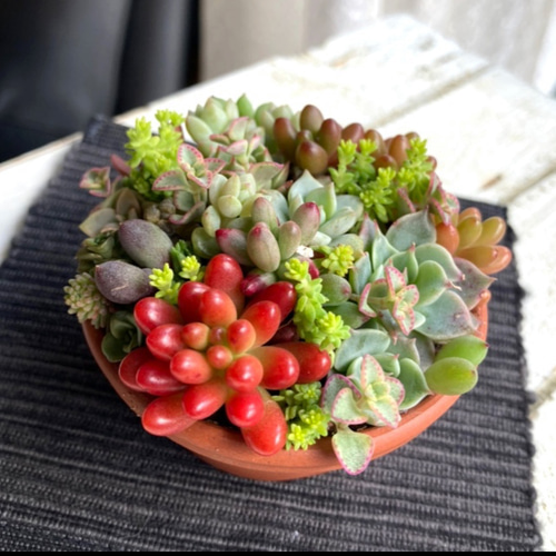 soldミニ 素焼浅鉢 チマ寄せ 「タルト・タニク」多肉植物 寄せ植え
