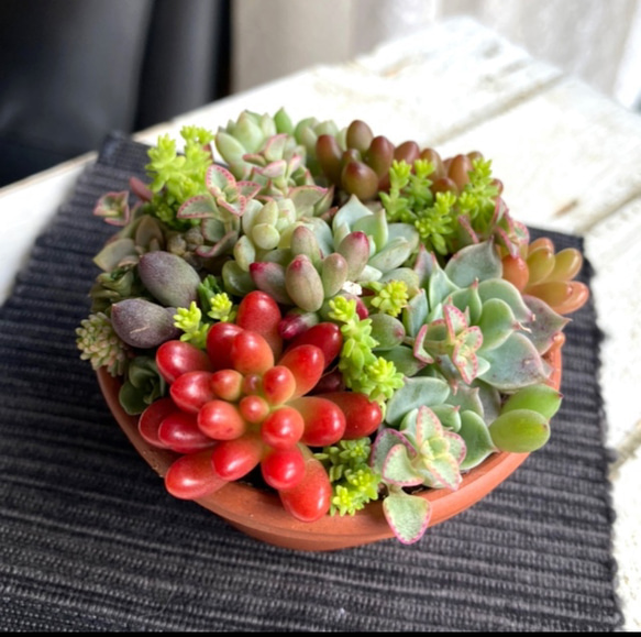 soldミニ 素焼浅鉢 チマ寄せ 「タルト・タニク」多肉植物 寄せ植え