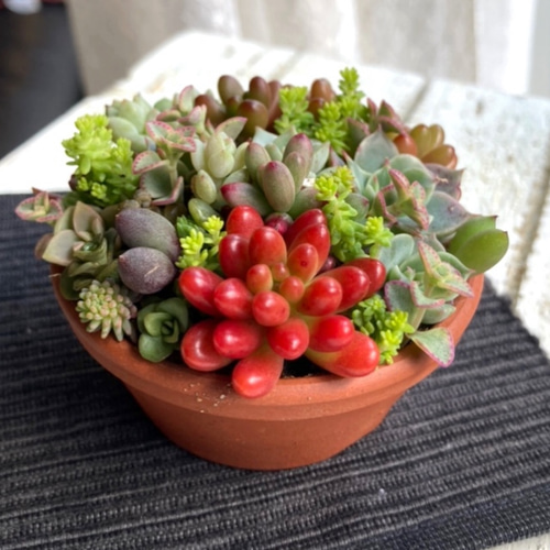 soldミニ 素焼浅鉢 チマ寄せ 「タルト・タニク」多肉植物 寄せ植え