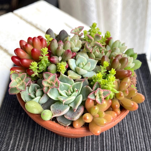 soldミニ 素焼浅鉢 チマ寄せ 「タルト・タニク」多肉植物 寄せ植え