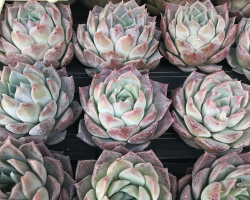 新入荷 新品種 エケベリア 白桃 抜き苗 大株 1苗1500円 多肉植物 愛