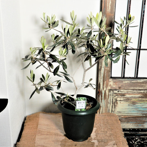 オリーブ・バーデル 鉢植え ガーデニング 観葉植物 庭木 その他 