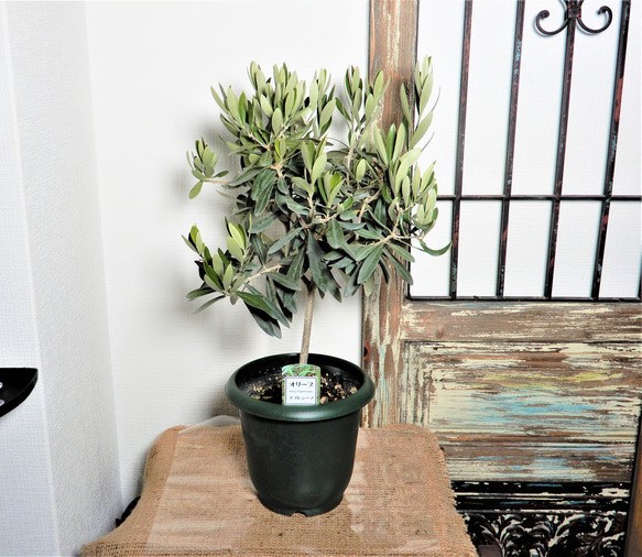 オリーブ・シプレッシーノ 鉢植え ガーデニング 観葉植物 庭木 その他