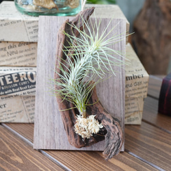 チランジア   流木仕立て　✨ コストコにて チランジア流木仕立てを発見！ 私…この手の子苦手