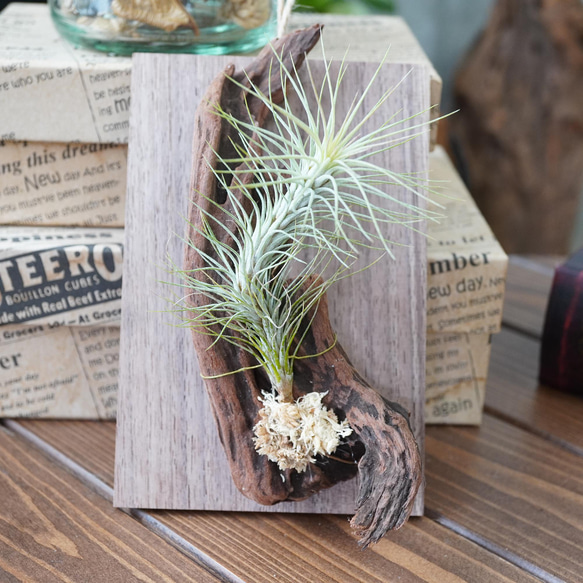 チランジア・フンキアナ◇流木・ウッドプレート付き◇エアー