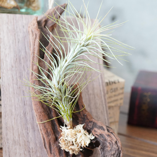 チランジア   流木仕立て　✨ エアープランツ（チランジア）流木への付け方・飾り方【板付】